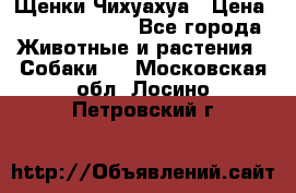 Щенки Чихуахуа › Цена ­ 12000-15000 - Все города Животные и растения » Собаки   . Московская обл.,Лосино-Петровский г.